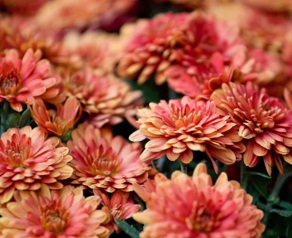 Lindas flores de crisântemo Fotografias De Stock Royalty-Free