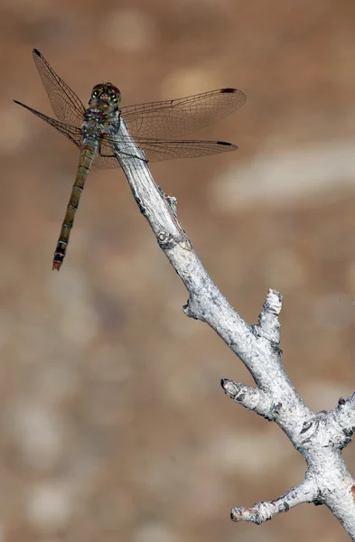 Dragonfly на гілці Стокова Картинка
