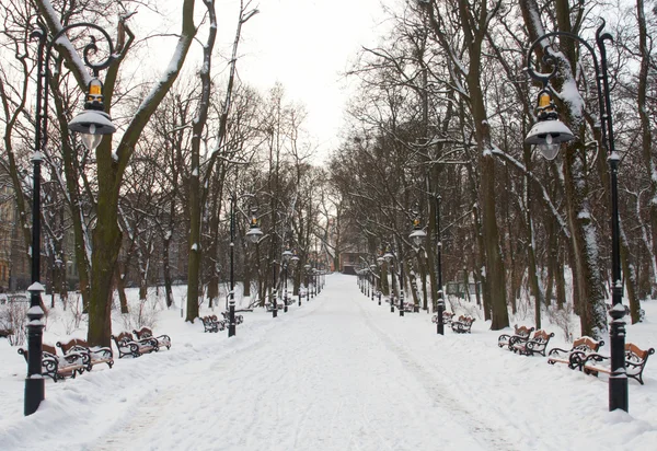 Viale del parco invernale — Foto Stock