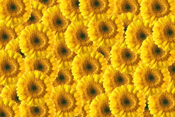 Hermoso fondo amarillo gerberas —  Fotos de Stock