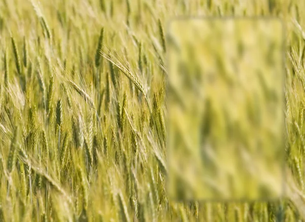 Уши пшеницы в стиле Vista — стоковое фото