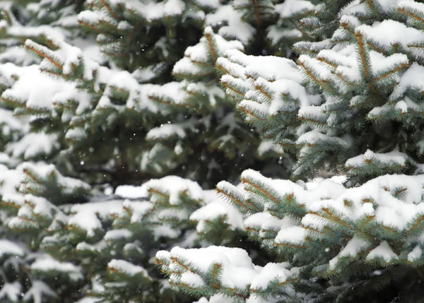 Kar köknar ağacı dalları kapsamına — Stok fotoğraf