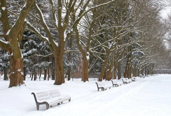 Winter park avenue — Stock Photo, Image