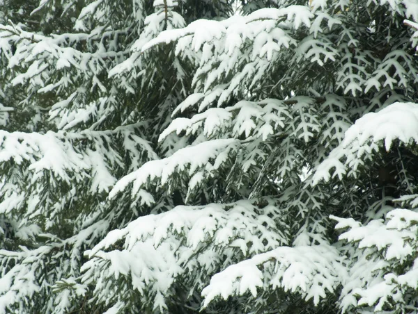 Ramas de abeto cubiertas de nieve — Foto de Stock