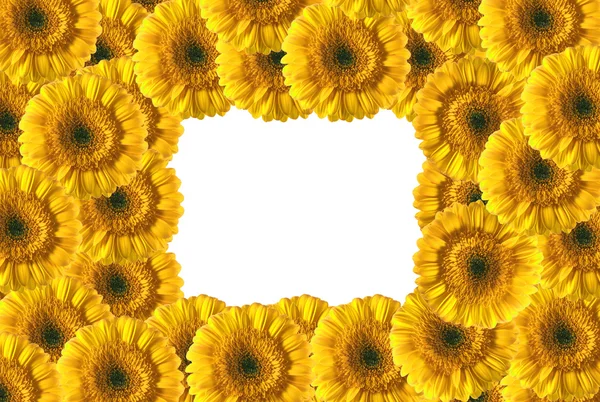 Mooie gele gerbera's frame — Stockfoto