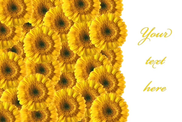 Beautiful yellow gerberas background — Stock Photo, Image