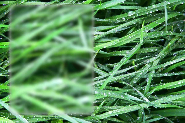 Vista стилі кадру на тлі трави — стокове фото