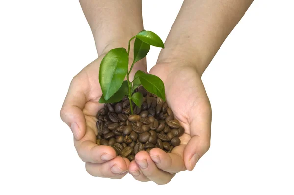 Kávová zrna v náručí — Stock fotografie