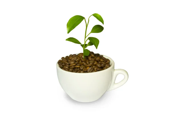 Il germoglio di caffè è in mani — Foto Stock
