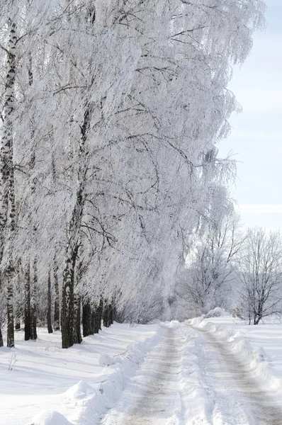 Route d'hiver dans les bois — Photo
