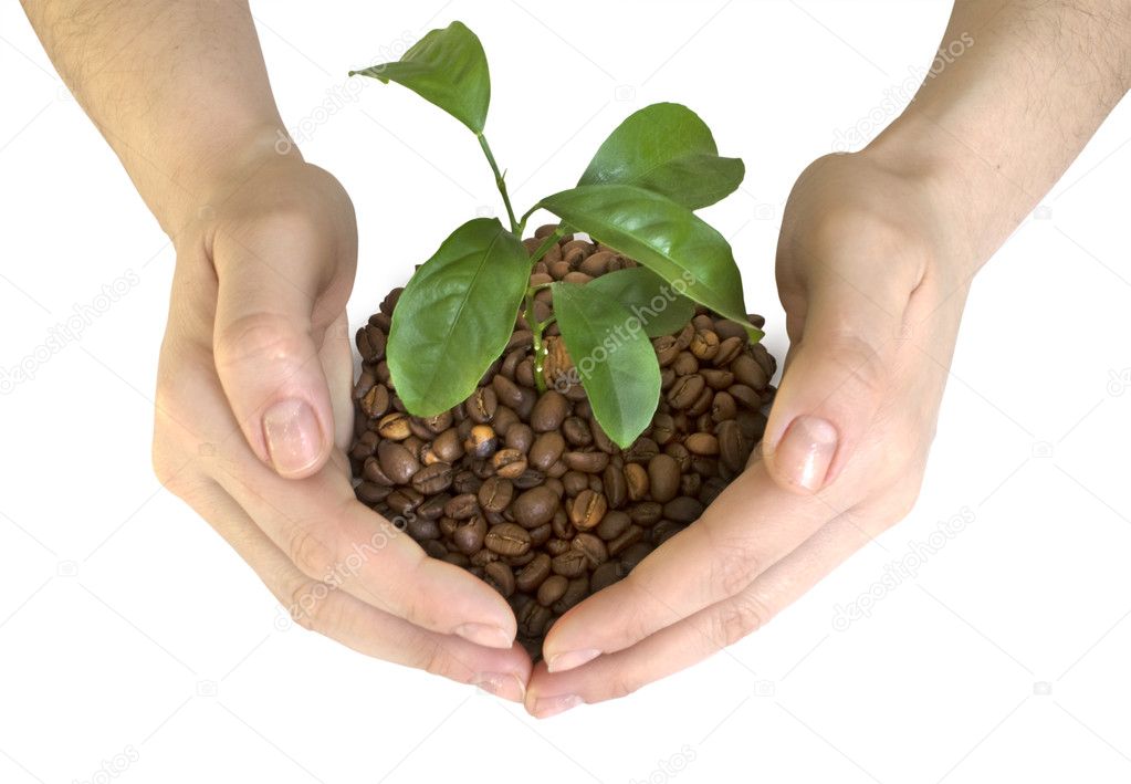 Hands of coffee beans and seedling