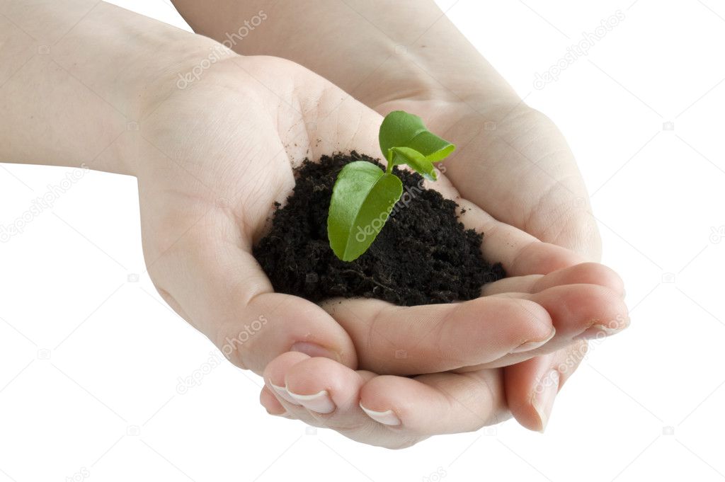 Seedling in the hands of