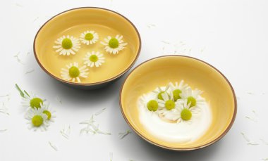 Camomile blooms in water and cream in ce clipart