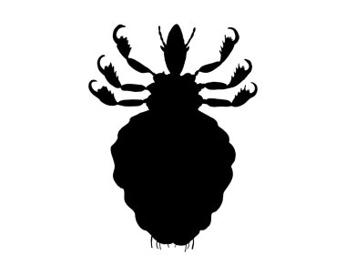The black silhouette of a human louse clipart