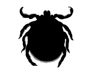 The black silhouette of a tick on white clipart