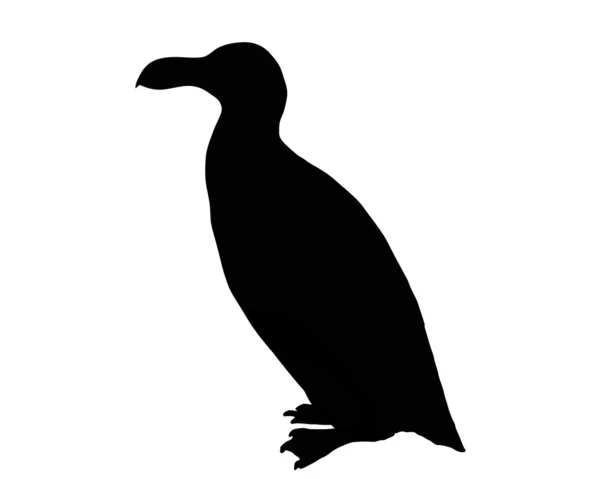 Razorbill as black silhouette on white b — Stock Photo, Image