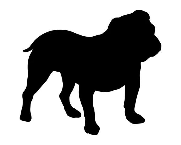 La silhouette nera di un Bulld inglese — Foto Stock