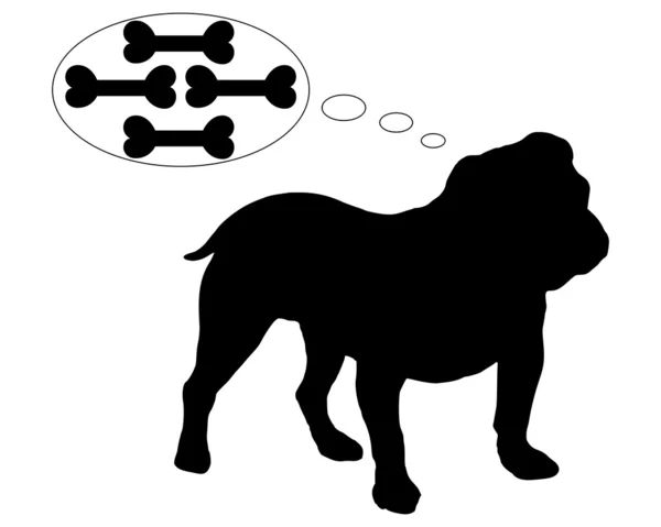 Hungry english bulldog dreams of many bo — Stock Photo, Image