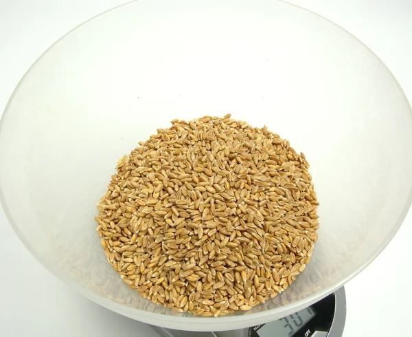 Spelt in a scale pan on white background — Stock Photo, Image