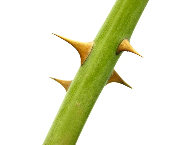 stock image The stem of a rose with four thorns