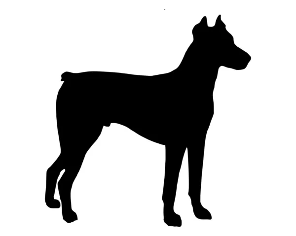 The black silhouette of a Doberman Pinsc — Stock Photo, Image