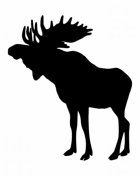 Moose — Stockfoto