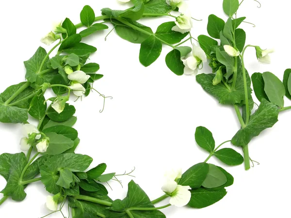 Wh リングとして雪エンドウ豆の白い花 — ストック写真