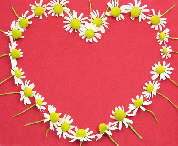 Camomile blommar på röd filt hjärtformade — Stockfoto