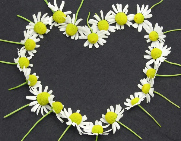 Kamille bloemen op de zwarte vilt hart shap — Stockfoto