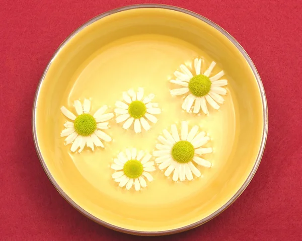 Camomile blooms swim in the water of a — Stock Photo, Image