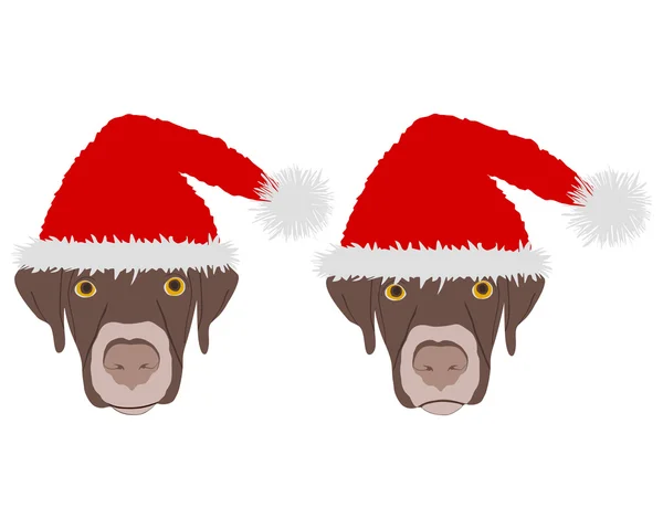 Dwa pies głowy czerwone czapki Mikołaja — Zdjęcie stockowe