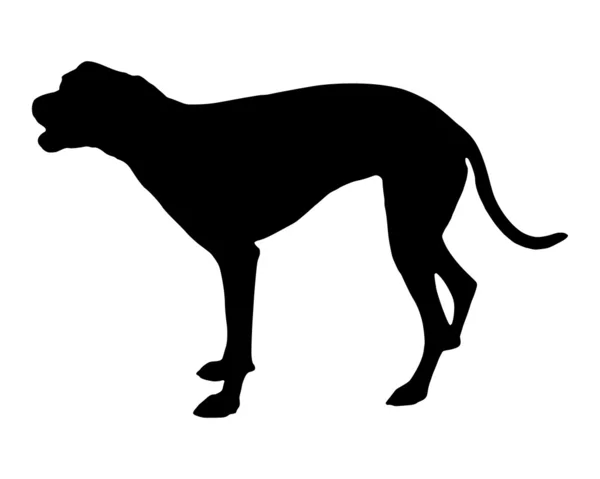 Hond blaffen — Stockfoto