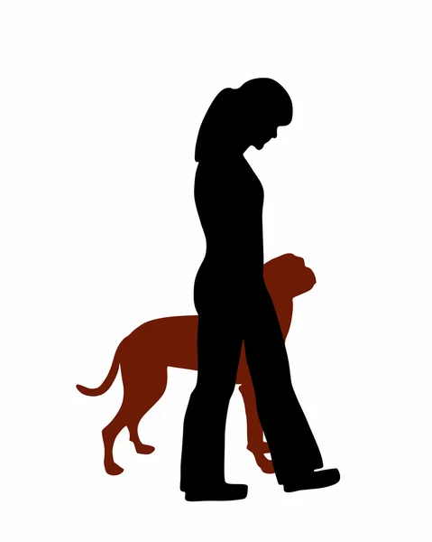 Обучение собак (повиновение): командный каблук — стоковое фото