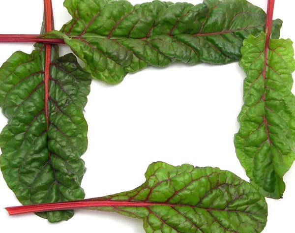 Four red stemmed chard formed as square — Stock Photo, Image