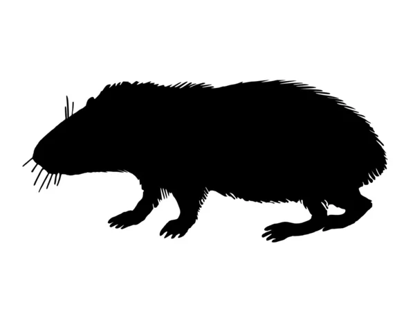 The black silhouette of a guinea pig on — Stock Photo, Image