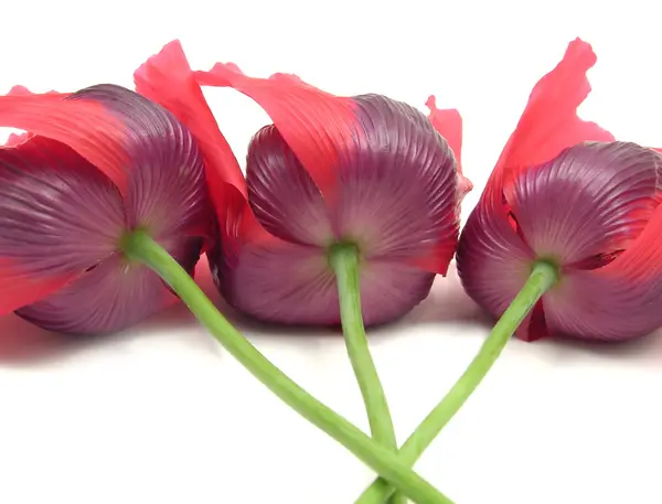 Three poppy flowers with crossed peduncl — Stock Photo, Image