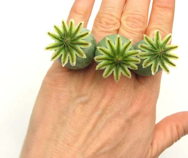 Poppy capsules as finger emblazonment on — Stock Photo, Image