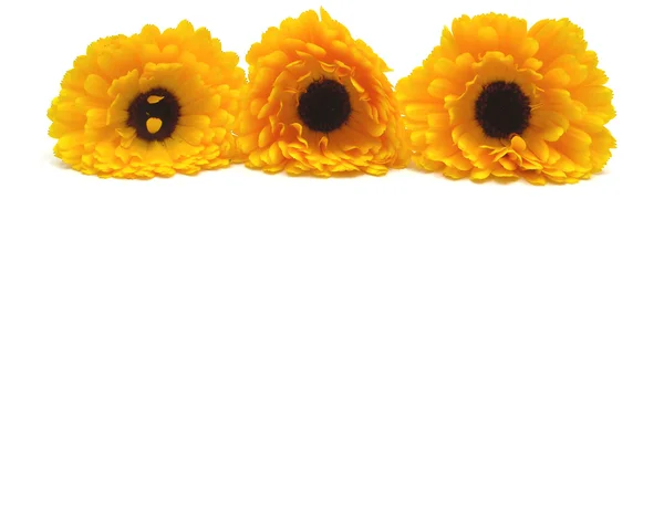 Kwiaty nagietka ułożone w linii — Zdjęcie stockowe