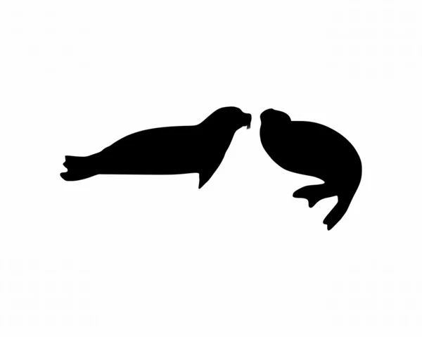 Twee zeehonden — Stockfoto