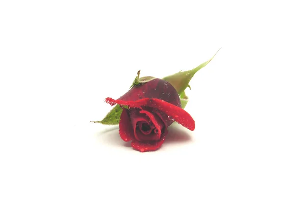 Una rosa roja con gotas de agua en blanco b — Stok fotoğraf