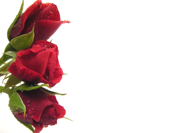 Three red rose with water drops on the l — Stock Photo, Image