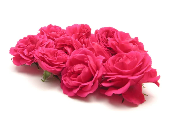 Granel de rosas rosadas sobre fondo blanco — Foto de Stock