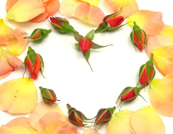 Rose buds arranged as heart with petals — Stock Photo, Image