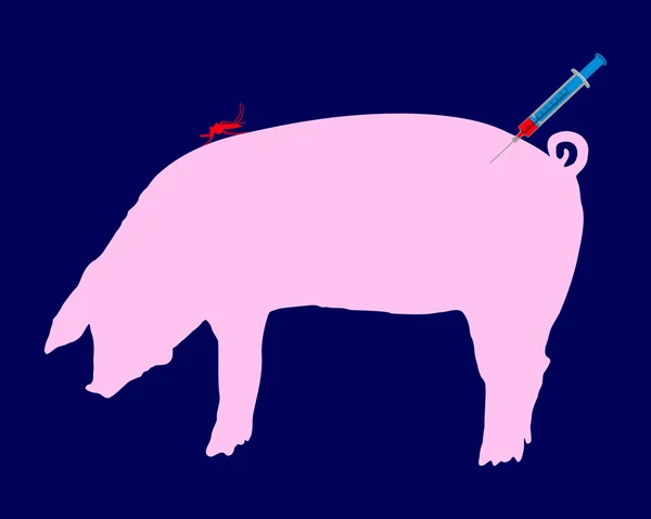 Свиня отримує імунізації проти хвороби — стокове фото