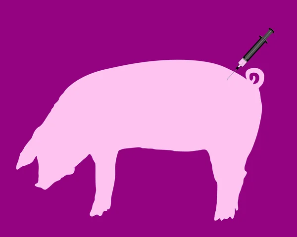 Schweine werden wegen Schweinegrippe geimpft — Stockfoto
