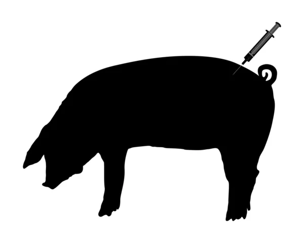 Varkens krijgt een inenting vanwege swi — Stockfoto