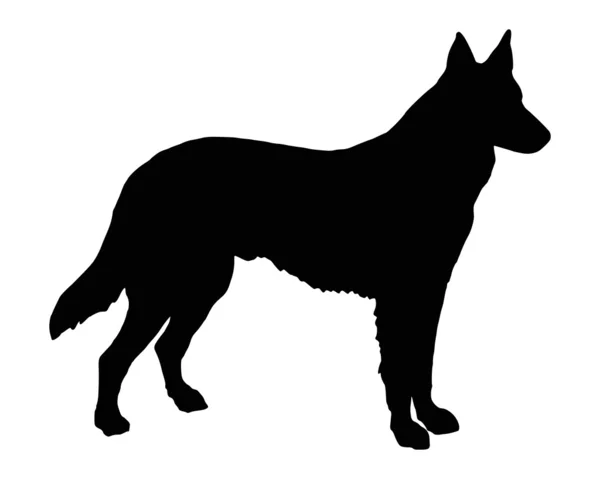 La silhouette nera di un cane pastore — Foto Stock