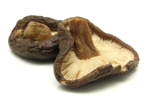 Two shiitake mushrooms isolated on white — Stock Photo, Image