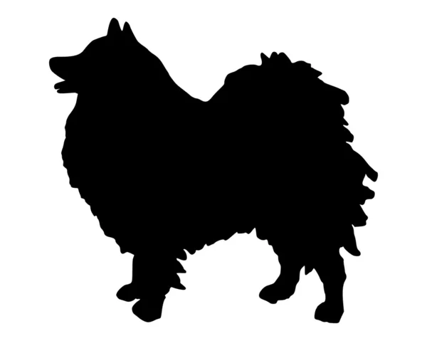 The black silhouette of a German Spitz — Stock Photo, Image