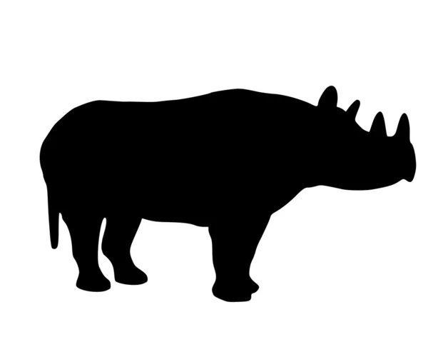 Black rhino — Stock Photo, Image
